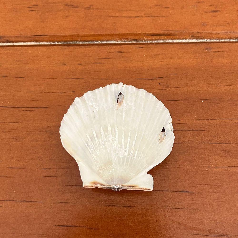 Shell - Picture 2 of 2